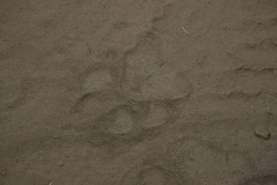 Tiger prints, always looking for clues