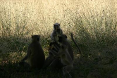 Monkey family- they often give warning calls of tigers in the area