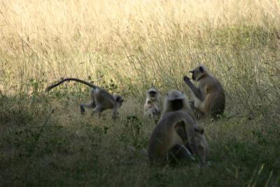 Baby monkeys having fun