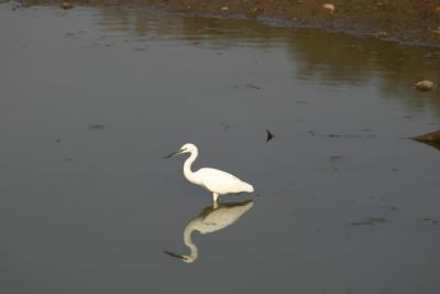Bird and reflection