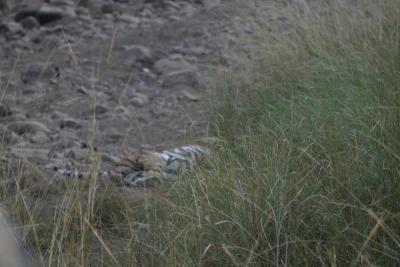 Tiger #2!!! Sleeping in a dry river bank