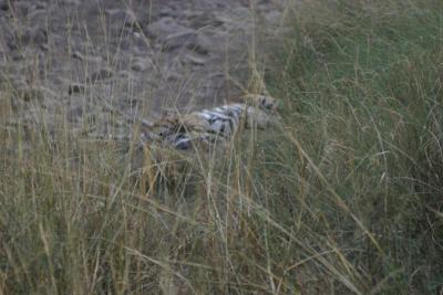Tiger #2!!! Sleeping in a dry river bank