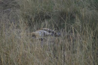 Tiger #2!!! Sleeping in a dry river bank