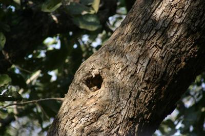 Little lizard in a tree