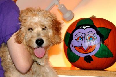 Happy Halloween from Kona and the Count!