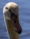 Swan portrait 2