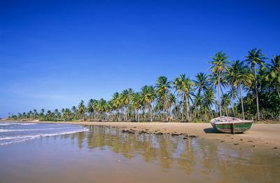 Vioso coqueiral da praia de Icara de Amontada, Ceara