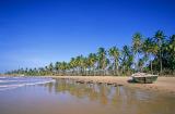 Viçoso coqueiral da praia de Icaraí de Amontada, Ceara