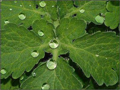 Dew Leaf