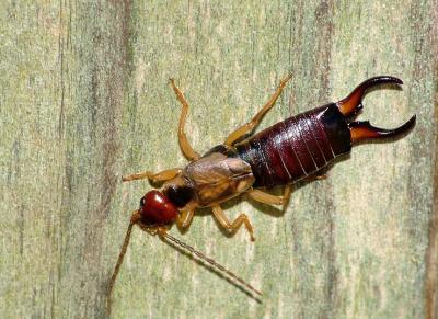 u49/alexwinser/medium/40946543.DSCF2377_Earwig.jpg