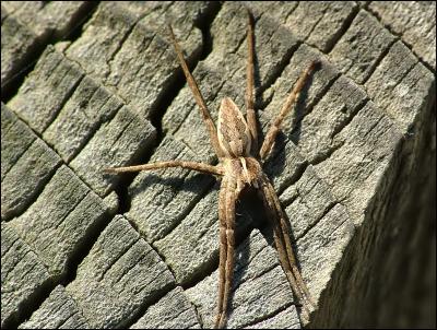 Nursery Web Spider (Pisaura mirabilis)