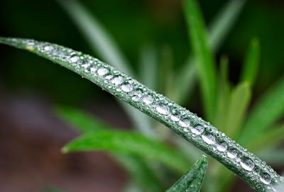 Dew Collector