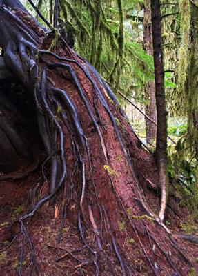 Hoh Root