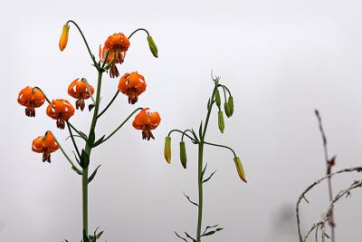 Lillies in the Clouds