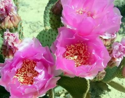 Beavertail Flowers