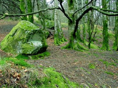 Shades of Green