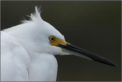 Snowy Egret
