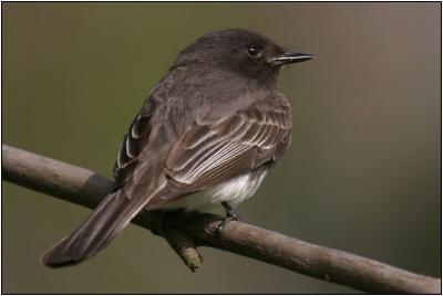 Black Phoebe