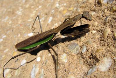 e-S70-praying-mantis-2-ps--.jpg