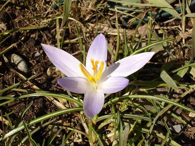 Ambassdor of spring