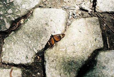 Borboleta