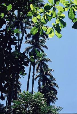 Palmeiras do Parque Lage