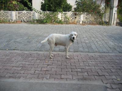 One of two sweet dogs at Hotel Kilim