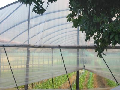 Myra area is filled with greenhouses growing tomatos, eggplant and other vegetables.