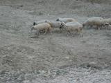 Sheep on the road (we even saw turtles crossing).