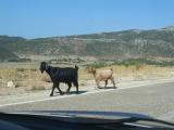 Road roamers