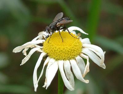 Fly