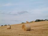 Field of bales