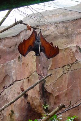 AKFlyingFox.jpg
