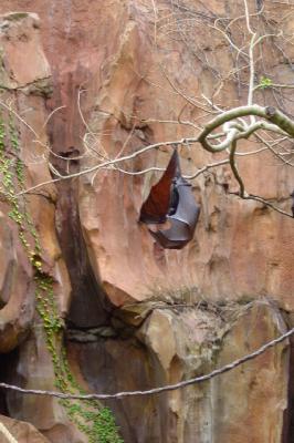 AKFlyingFox1.jpg