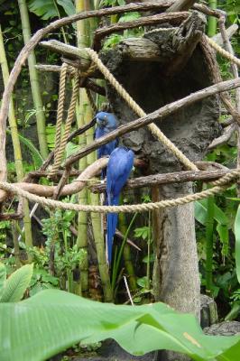 AKHyacinthMacaws.jpg
