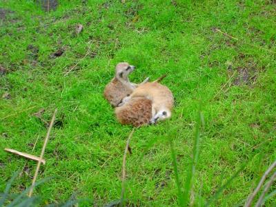 AKMeerkatNap.jpg