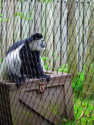 AKMonkey1.jpg