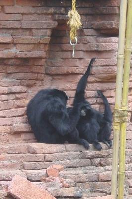 AKMonkeys.jpg