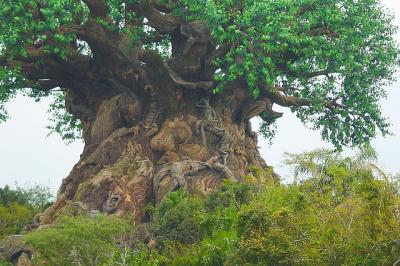 AKTreeOfLife3.jpg