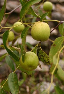 Keine Aepfel, sondern Datteln / no apples, but dates