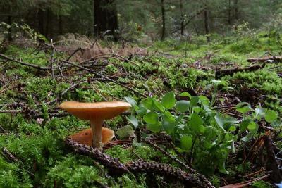 Mushroom Country