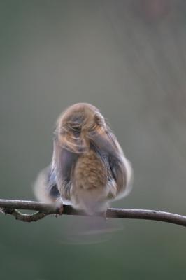 Tree Sparrow Shaking