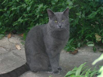 u49/antonio2004/medium/35914441.Foto04.jpg