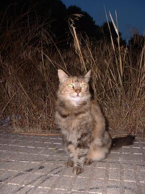 Concorso Gatti Ospiti 2004