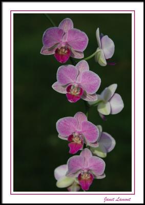 u49/aquaholic2/medium/40854983.DSC_2902E.jpg