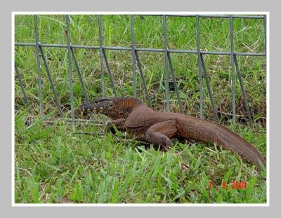 Biawak Merah