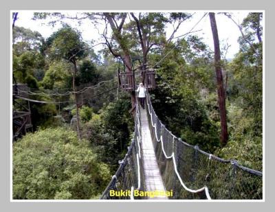 Bukit Bangkirai, East Kalimantan