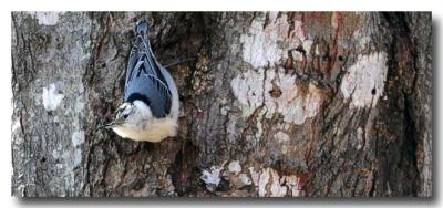 White Breasted Nuthatch 3-14-2005