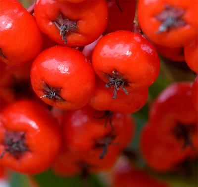 Pyracantha Berries .