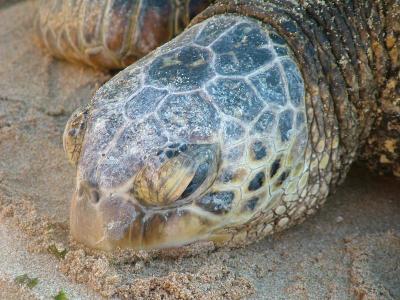 Close-up of Green Turtle  @ Laniakea